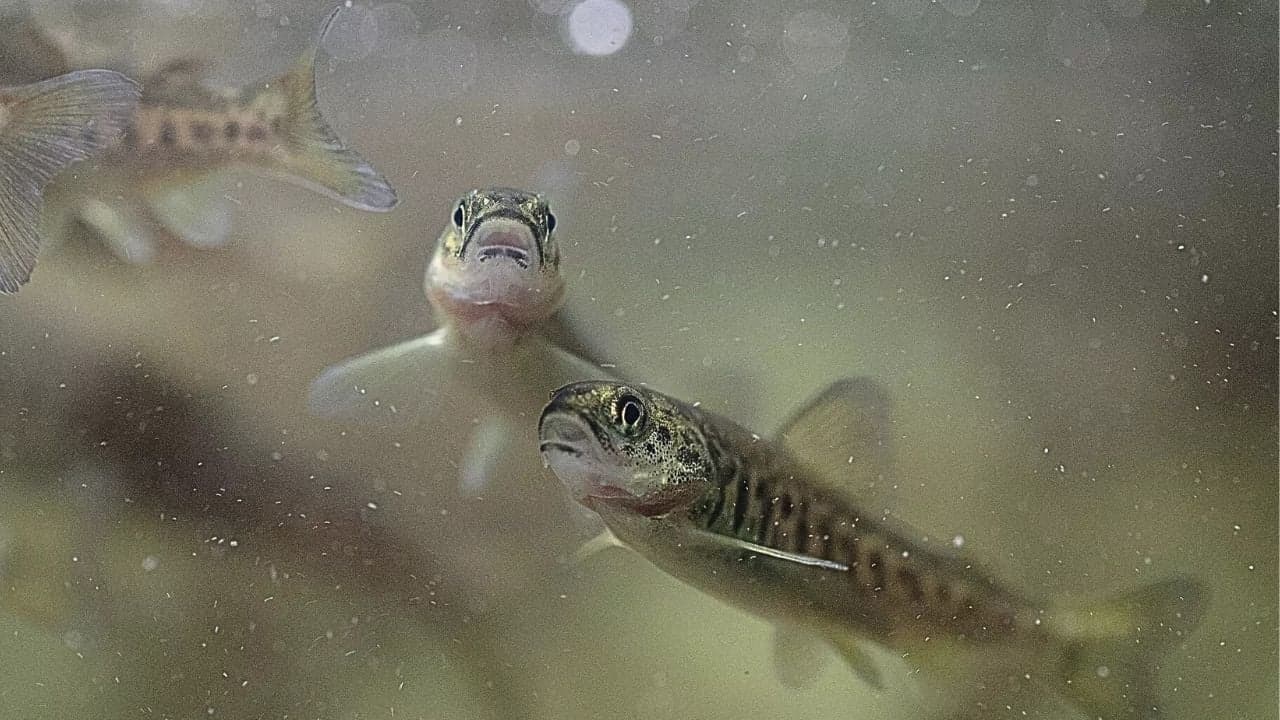 Juvenile salmon navigating the murky waters of the Bay Delta—Point Buckler should be their refuge