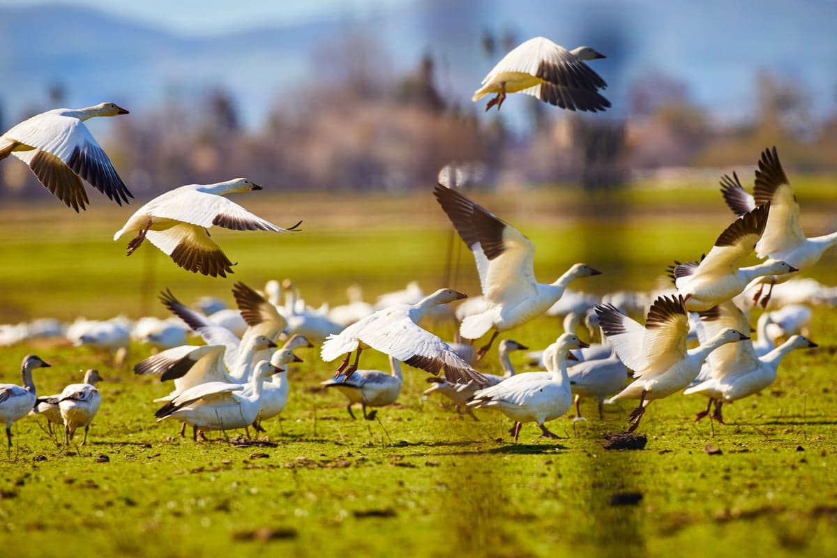A flock of snow geese at hoover ranch